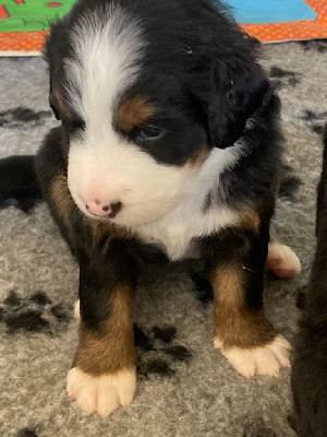 CHIOT 6