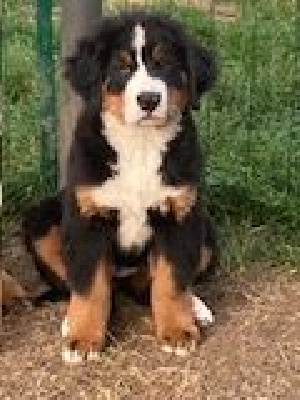 CHIOT 5