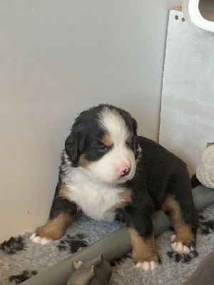 CHIOT 8